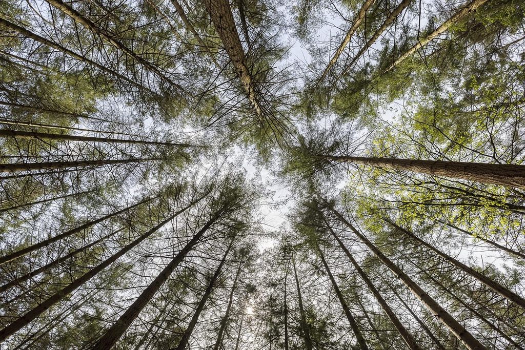 Dashboard mockup showing application interface