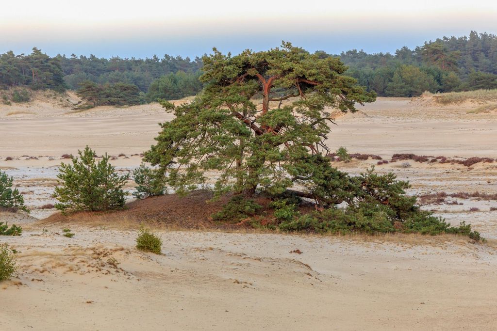 Dashboard mockup showing application interface